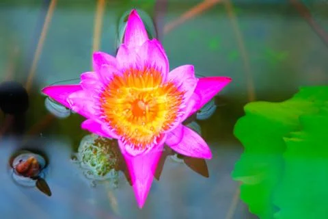 Garden Stock Photos