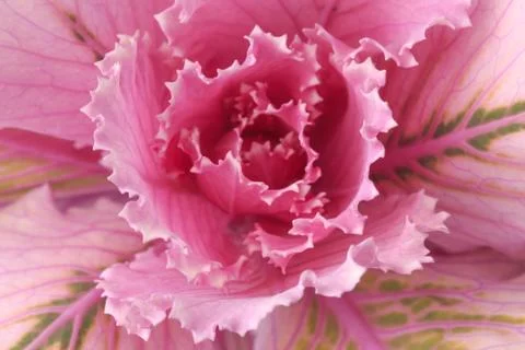 Garden Stock Photos