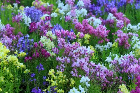 Garden Stock Photos