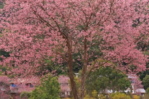 Garden Foto stock