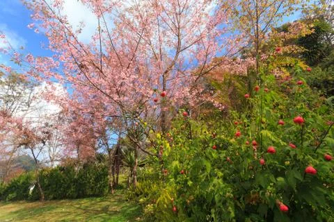 Garden Foto stock