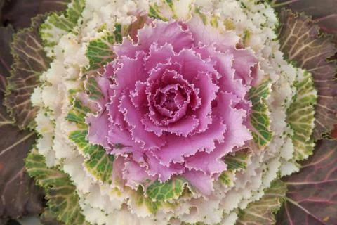 Garden Stock Photos