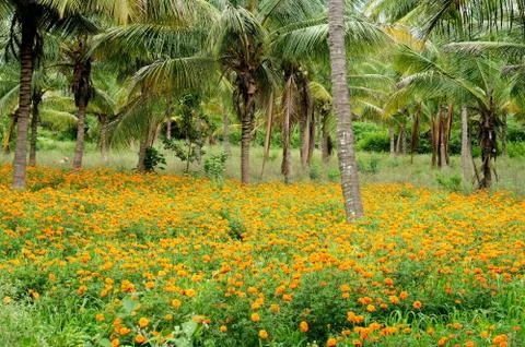 Garden Stock Photos