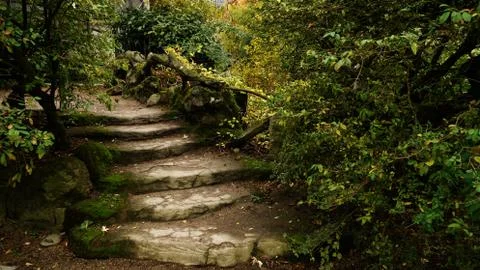 A garden 写真素材