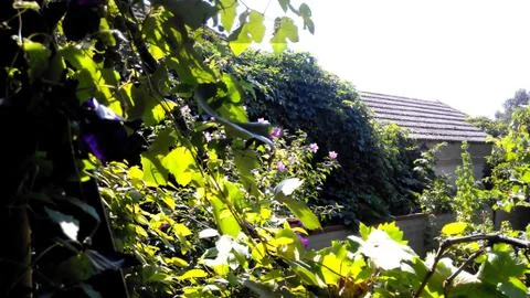 Garden Stock Photos