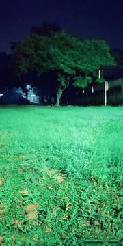 This is a garden Foto stock