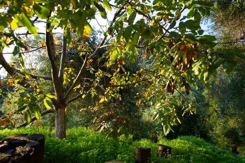 Garden Stock Photos