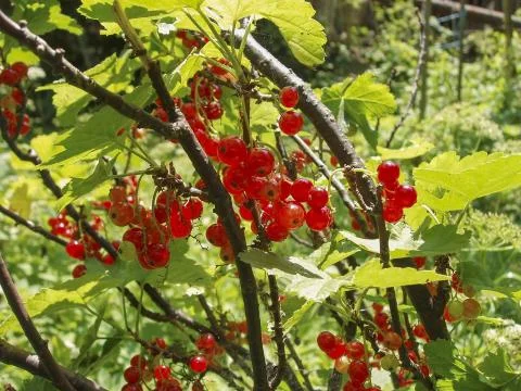 Garden Stock Photos