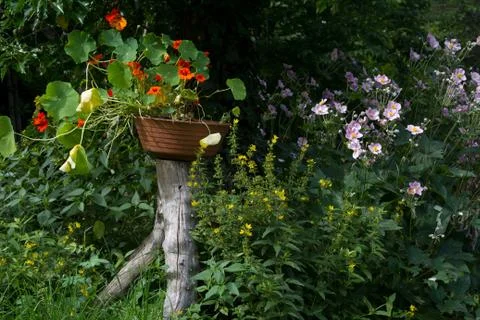 In the garden Stock Photos