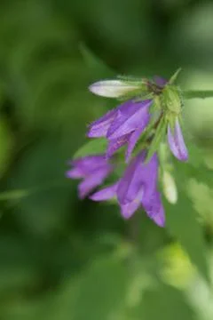In the garden Foto stock