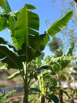 Garden Stock Photos