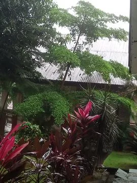 Garden 写真素材