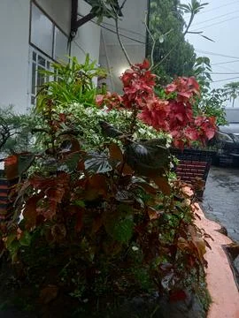 Garden 写真素材