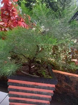Garden Stock Photos