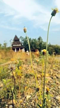 The garden 스톡 사진