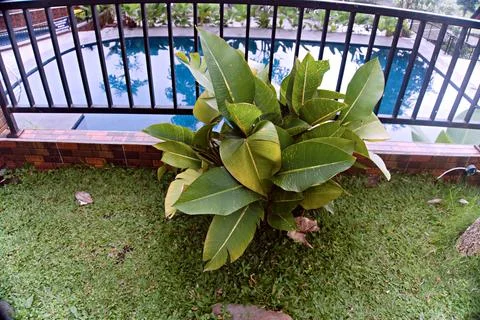 The Garden Stock Photos