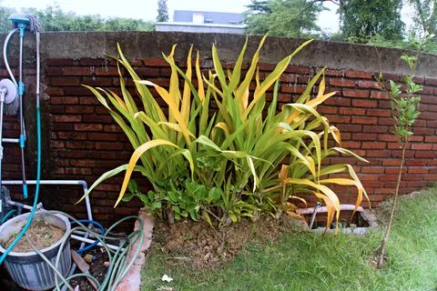 The Garden Stock Photos