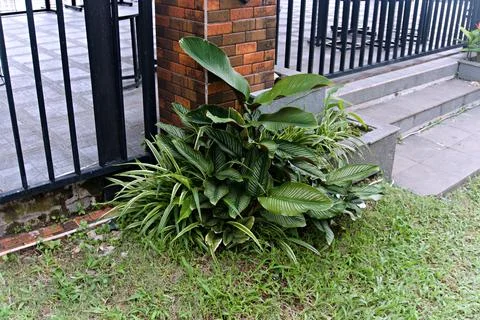 The Garden Stock Photos