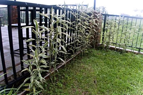 The Garden Stock Photos