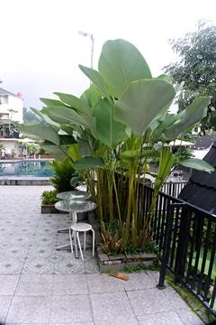 The Garden Stock Photos