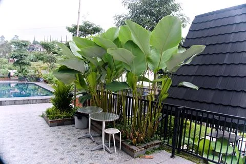 The Garden Stock Photos