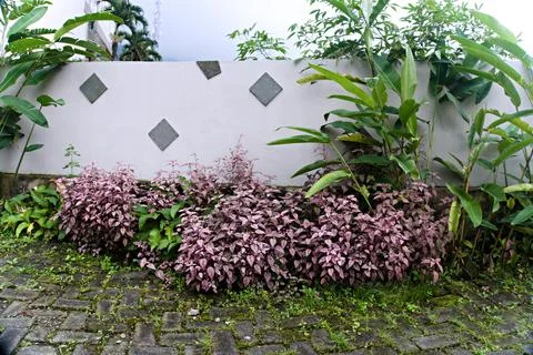 The Garden Stock Photos