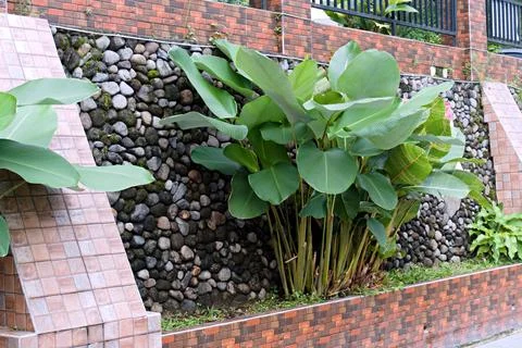 The Garden Stock Photos