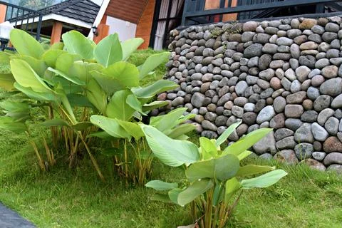 The Garden Stock Photos