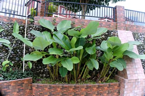 The Garden Stock Photos