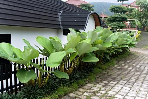 The Garden Stock Photos