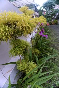 The Garden Stock Photos