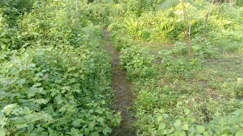 Garden Stock Photos