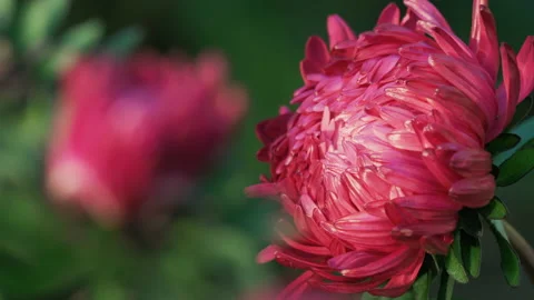 Garden pink aster, close-up Stock Footage 163091364