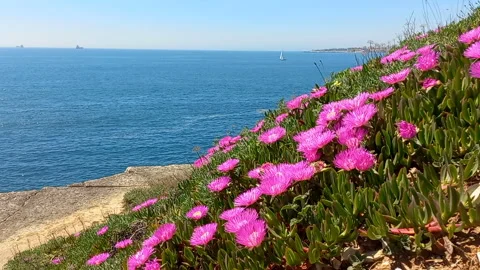 A garden of pink beach weeping willows Video stock 333346069