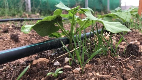 Garden pipe watering drops Stock Footage 165901630