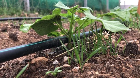 Garden pipe watering drops Stock Footage 165901708