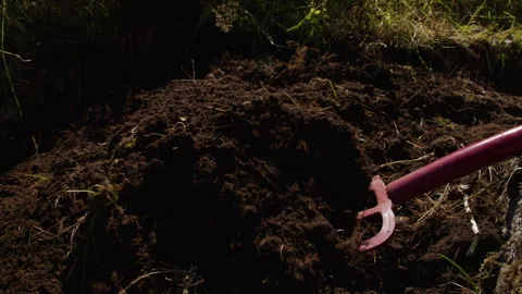 Garden Pitchfork Lifting Dark Soil in Grass Border Vidéo 342081041