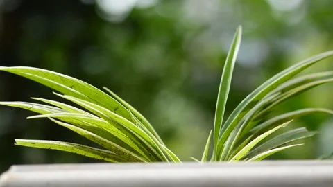 Garden plant Video stock 138856949