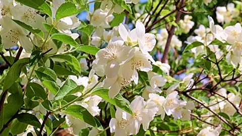 Garden plant jasmine Stock Footage 167150200