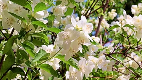 Garden plant jasmine Stock Footage 167150203