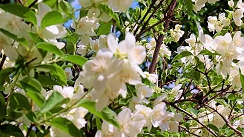 Garden plant jasmine Stock Footage 167150207