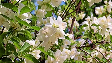 Garden plant jasmine Stock Footage 167150219