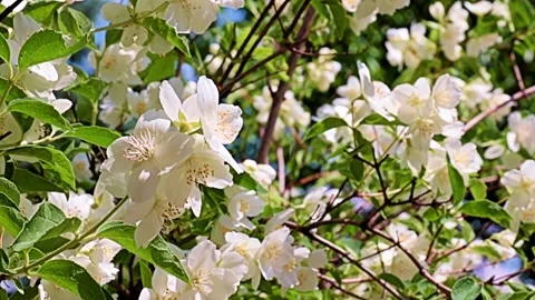 Garden plant jasmine Stock Footage 167150226