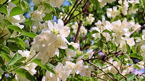 Garden plant jasmine Stock Footage 167150233