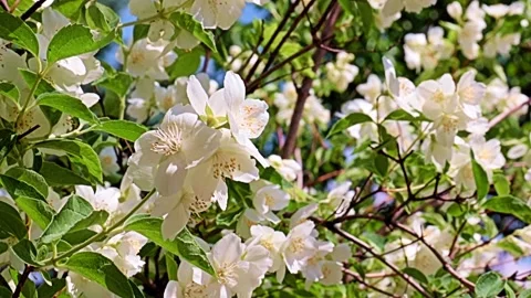 Garden plant jasmine Stock Footage 167150253