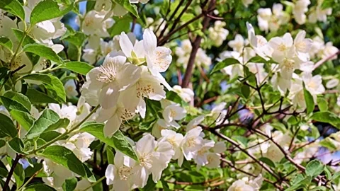 Garden plant jasmine Stock Footage 167150256