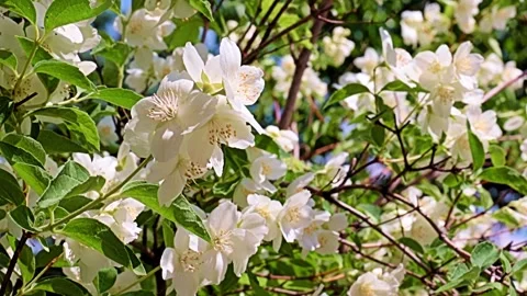 Garden plant jasmine Stock Footage 167150285