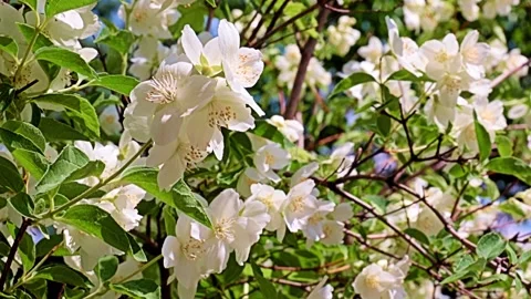 Garden plant jasmine Stock Footage 167150308