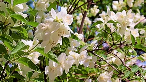 Garden plant jasmine Stock Footage 167150309