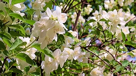 Garden plant jasmine Stock Footage 167150328